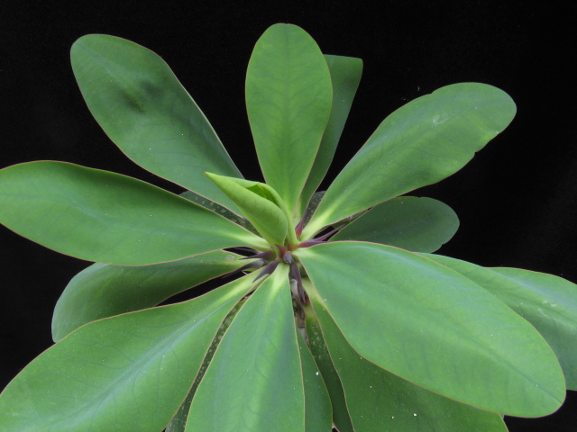 Euphorbia horombensis 