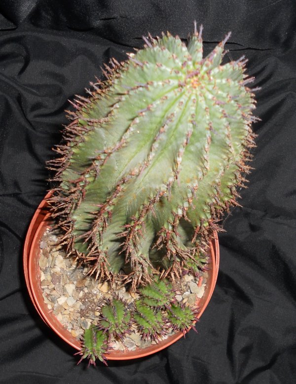 Euphorbia horrida 