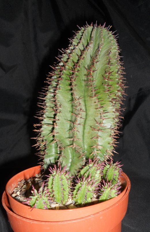 Euphorbia horrida 