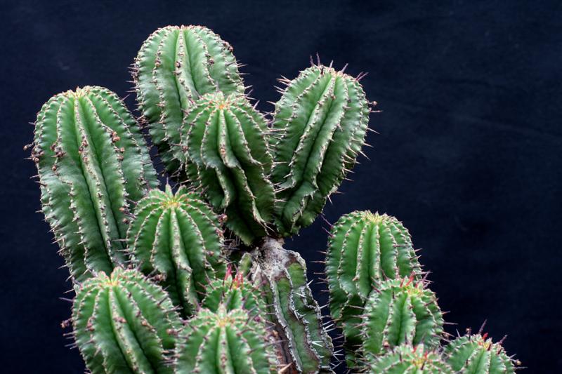 Euphorbia horrida 