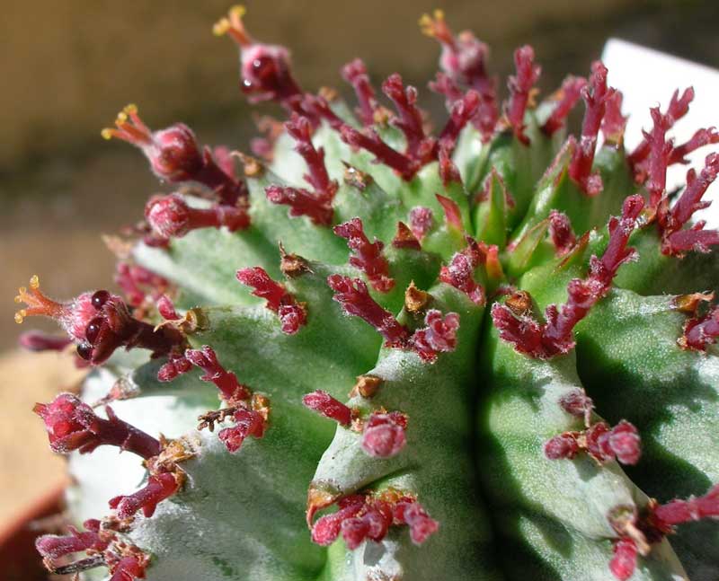 Euphorbia horrida 