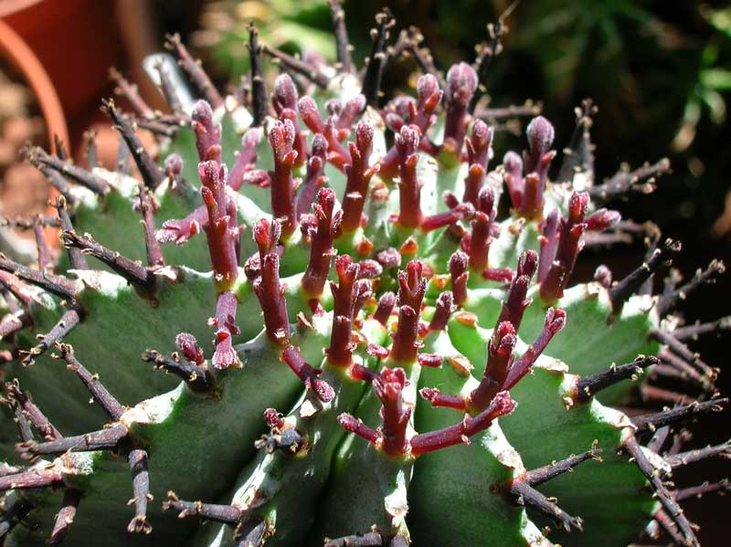 Euphorbia horrida 