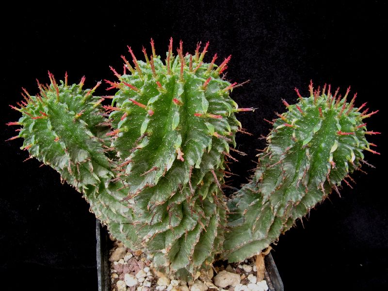 Euphorbia horrida 