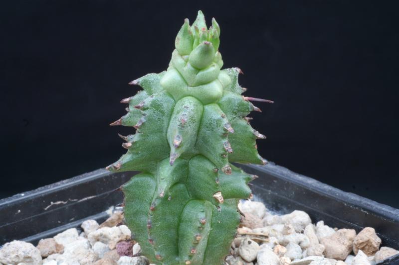 Euphorbia horrida f. monstruosa 