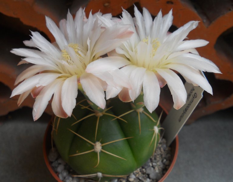 Gymnocalycium horstii 