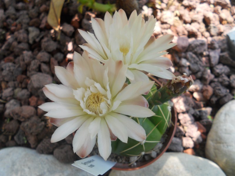 Gymnocalycium horstii 