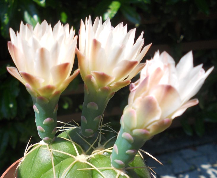 Gymnocalycium horstii 