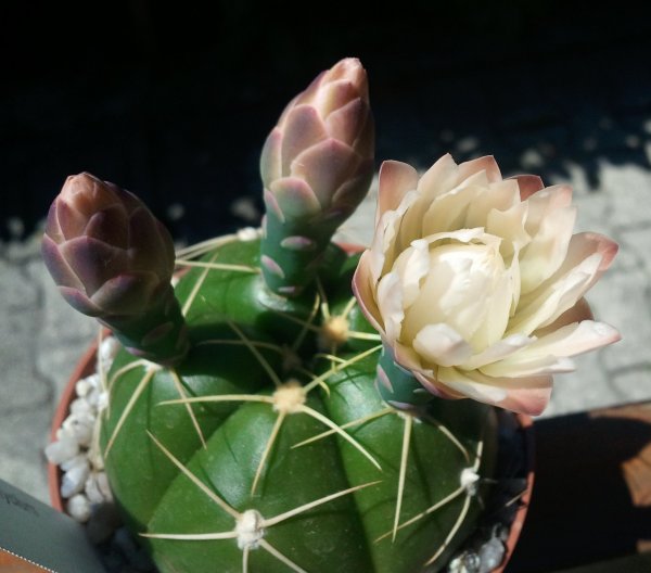 Gymnocalycium horstii 