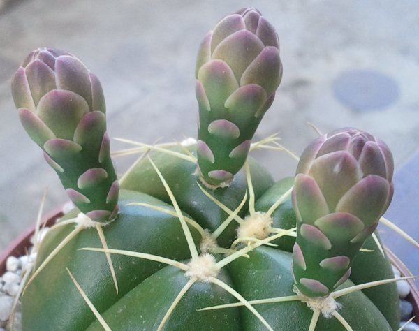 Gymnocalycium horstii 