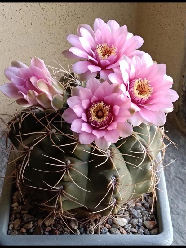 gymnocalycium horstii x baldianum