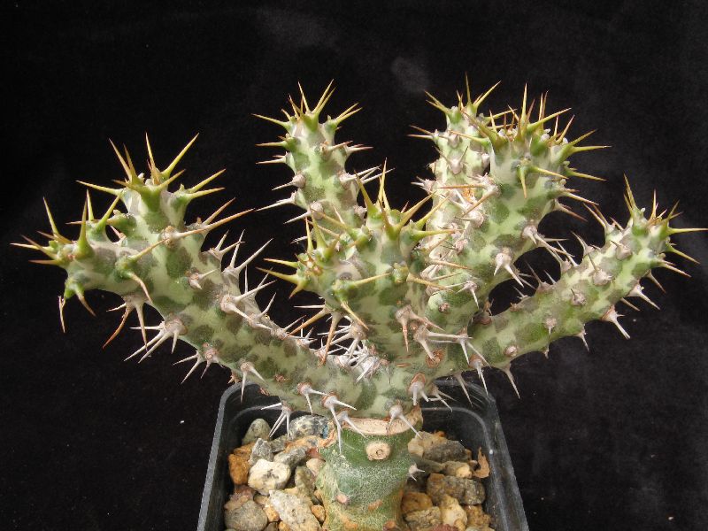 Euphorbia horwoodii 