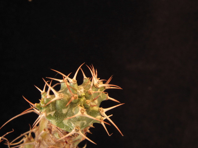 Euphorbia horwoodii 