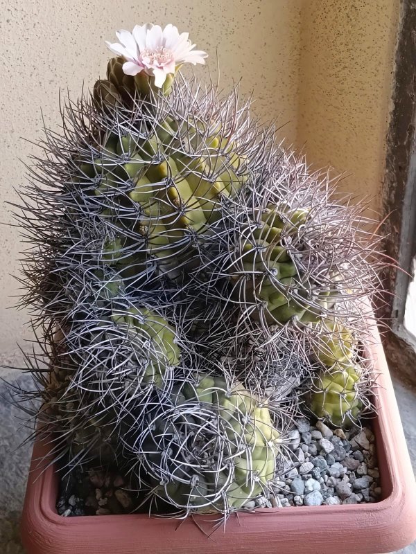 Gymnocalycium hossei 