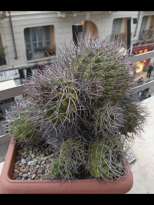 Gymnocalycium hossei 