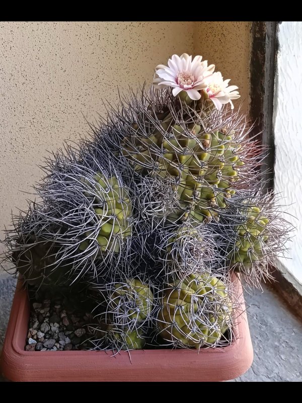 Gymnocalycium hossei 