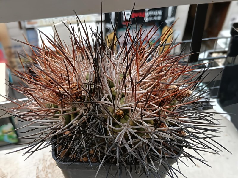 Gymnocalycium hossei sto 227