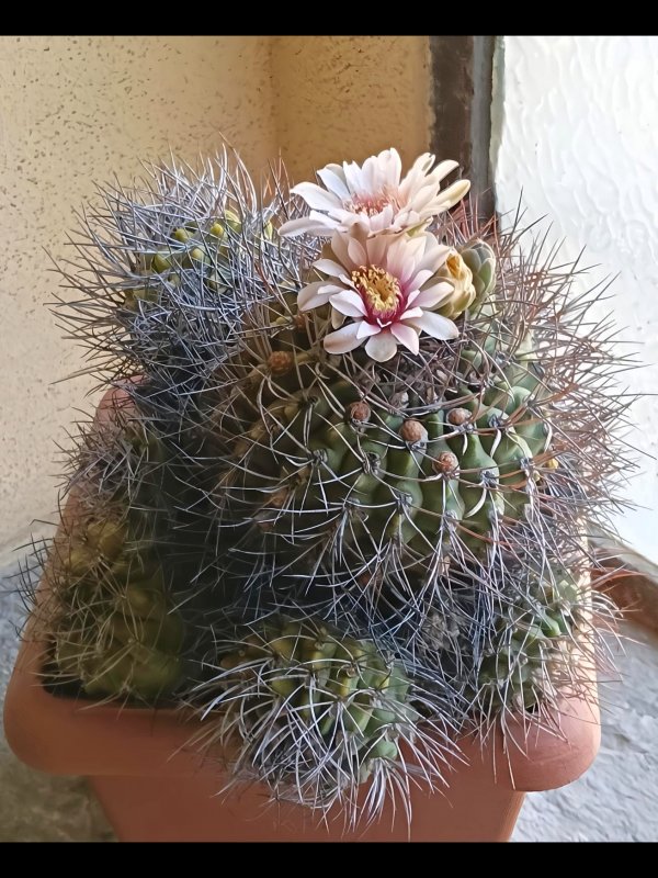 Gymnocalycium hossei 
