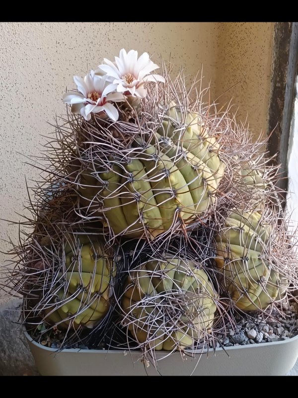 Gymnocalycium hossei v. nidulans 