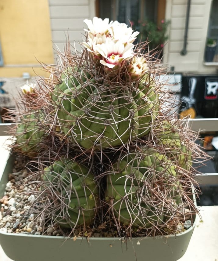 Gymnocalycium hossei v. nidulans 