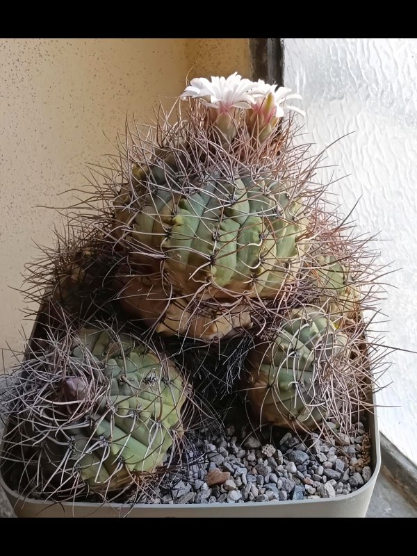 Gymnocalycium hossei v. nidulans 