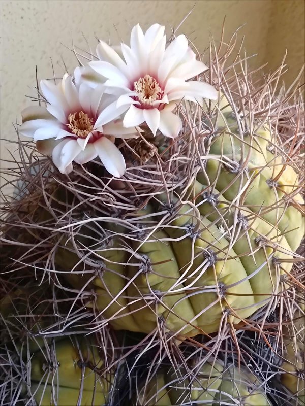 Gymnocalycium hossei v. nidulans 