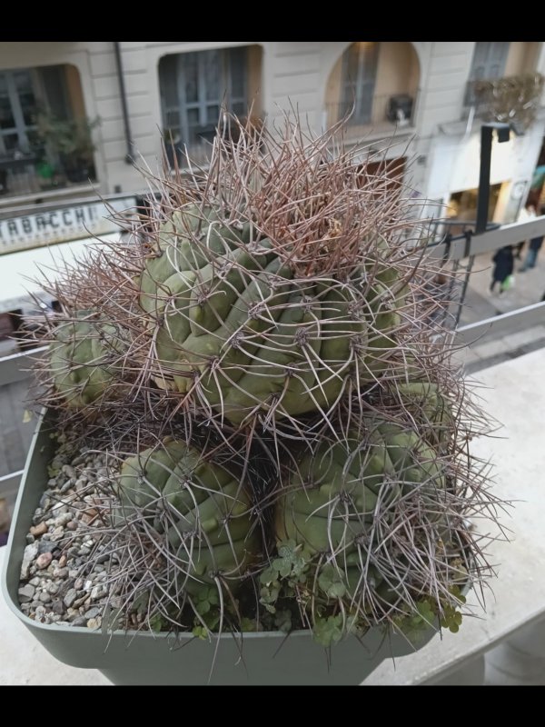 Gymnocalycium hossei v. nidulans 