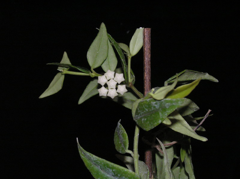 Hoya bella 