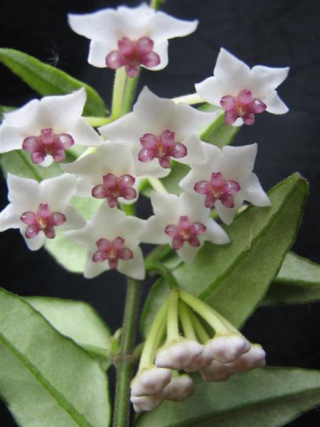 Hoya bella 