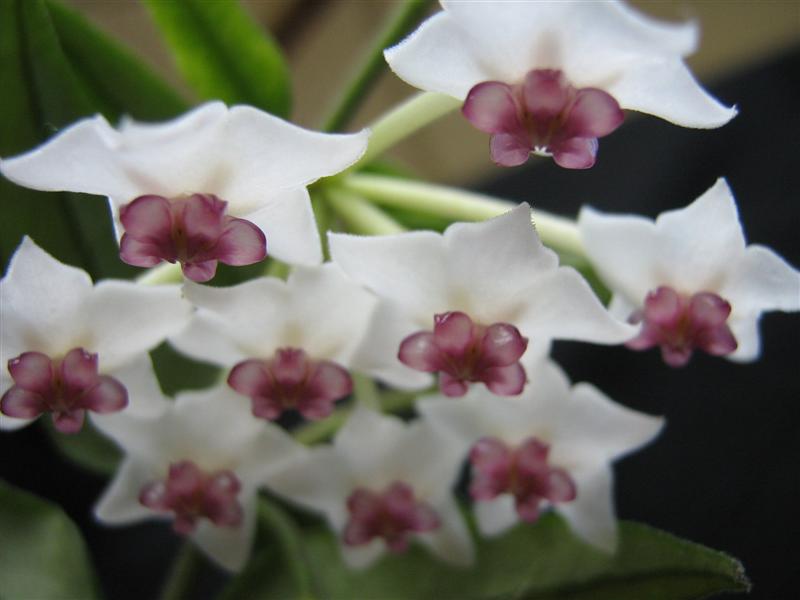 Hoya bella 