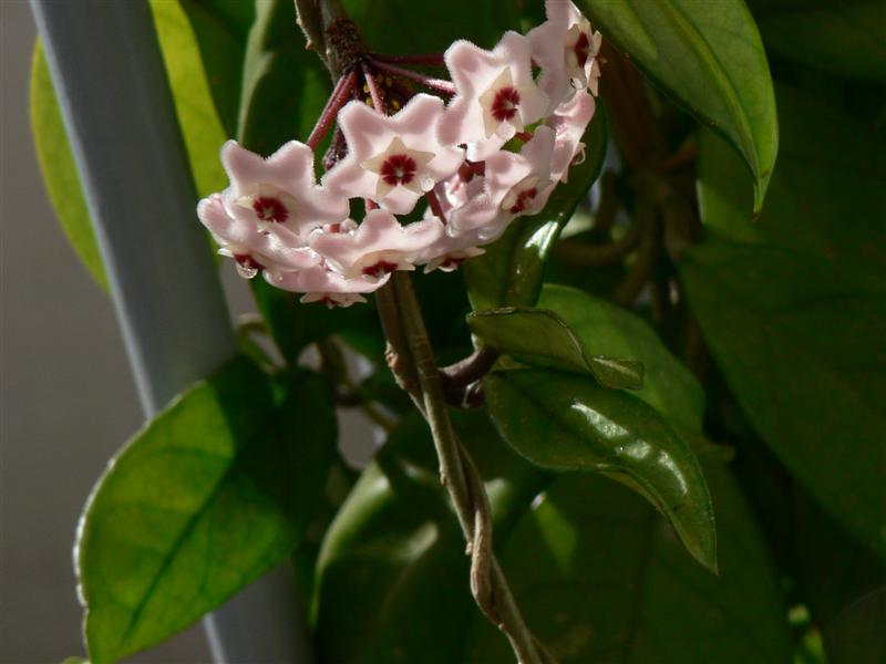 Hoya carnosa 