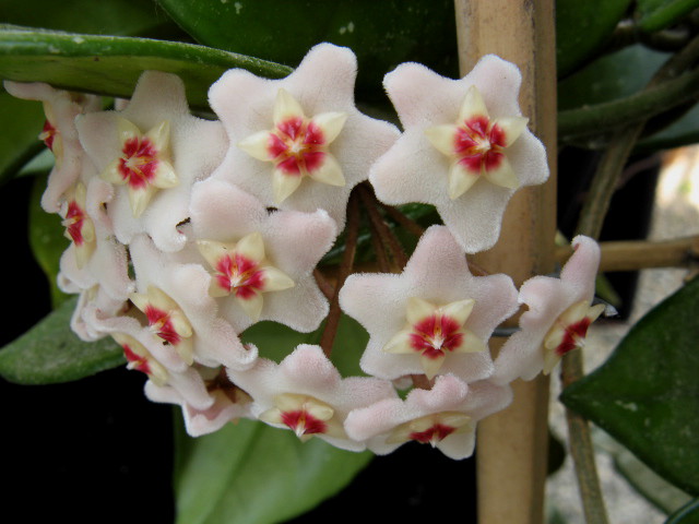 Hoya carnosa 