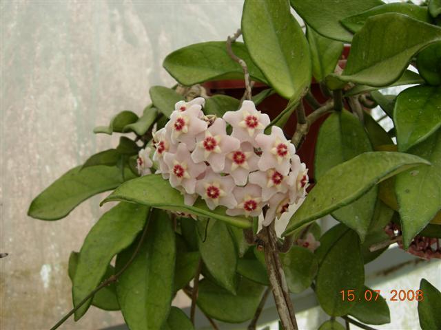 Hoya carnosa 