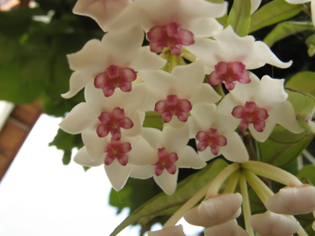 Hoya bella 