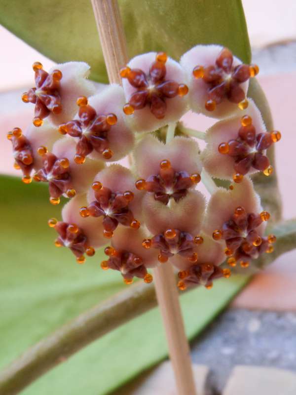 Hoya kerrii 