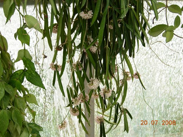 Hoya longifolia 