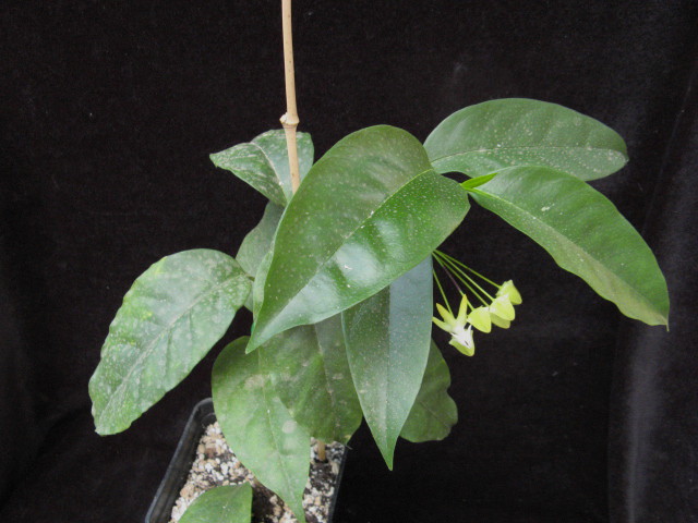 hoya multiflora