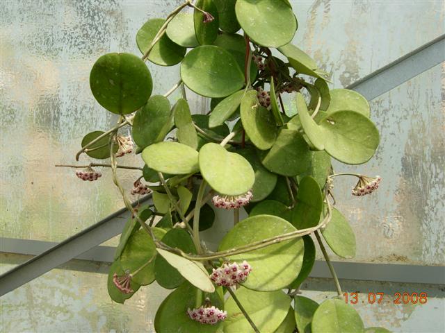 Hoya obovata 