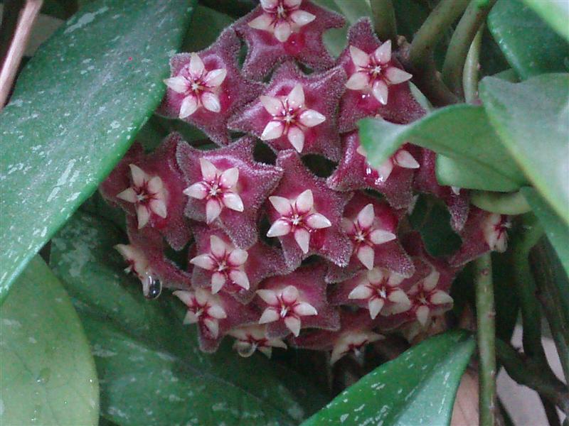 Hoya pubicalyx 