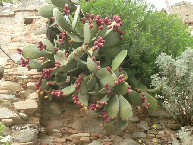 Opuntia ficus-indica 