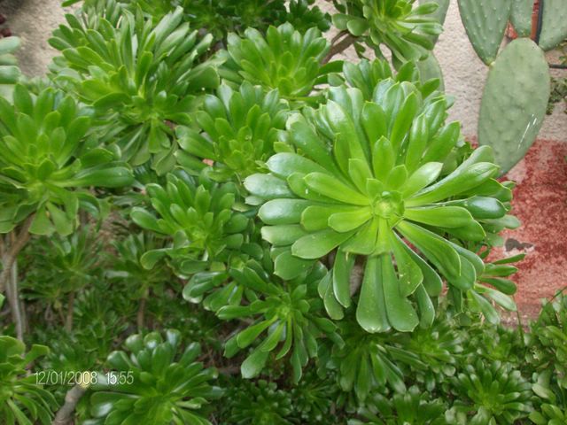 Aeonium arboreum 