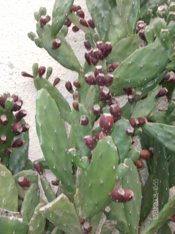 Opuntia sp. 