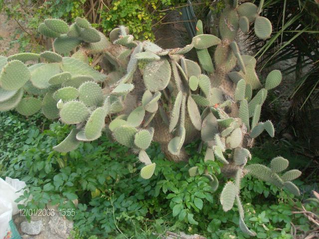 Opuntia sp. 