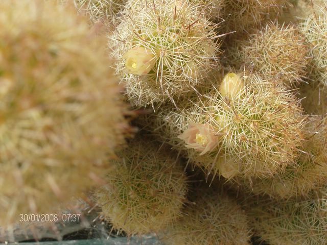 Mammillaria elongata 