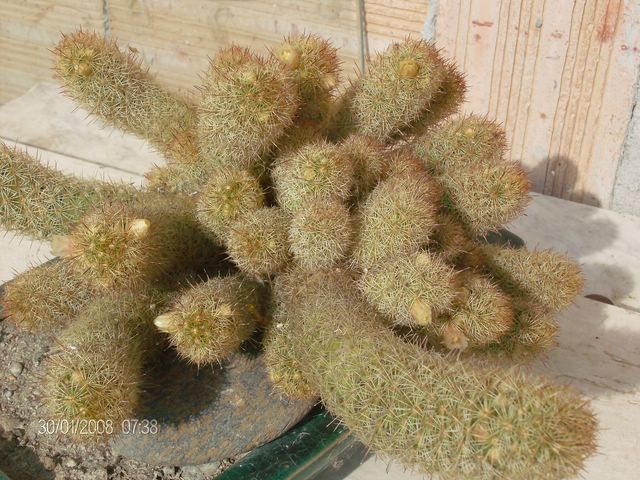 Mammillaria elongata 