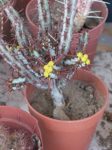 Euphorbia aeruginosa 