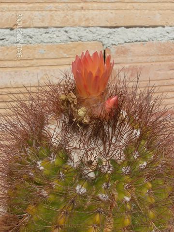 Parodia horstii 