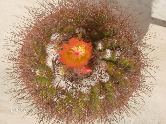 Parodia horstii 