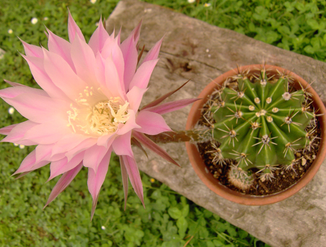 Echinopsis oxygona 