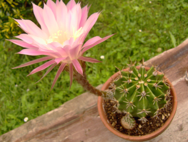 Echinopsis oxygona 