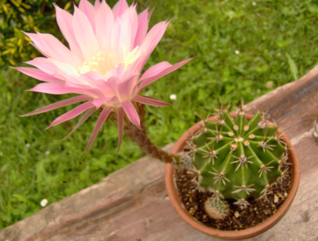 Echinopsis oxygona 